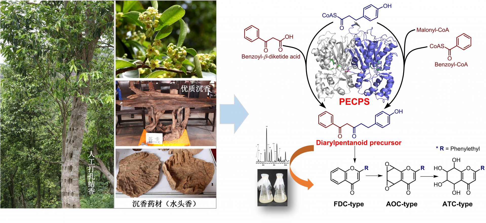 相关文章沉香是瑞香科植物白木香 Aq